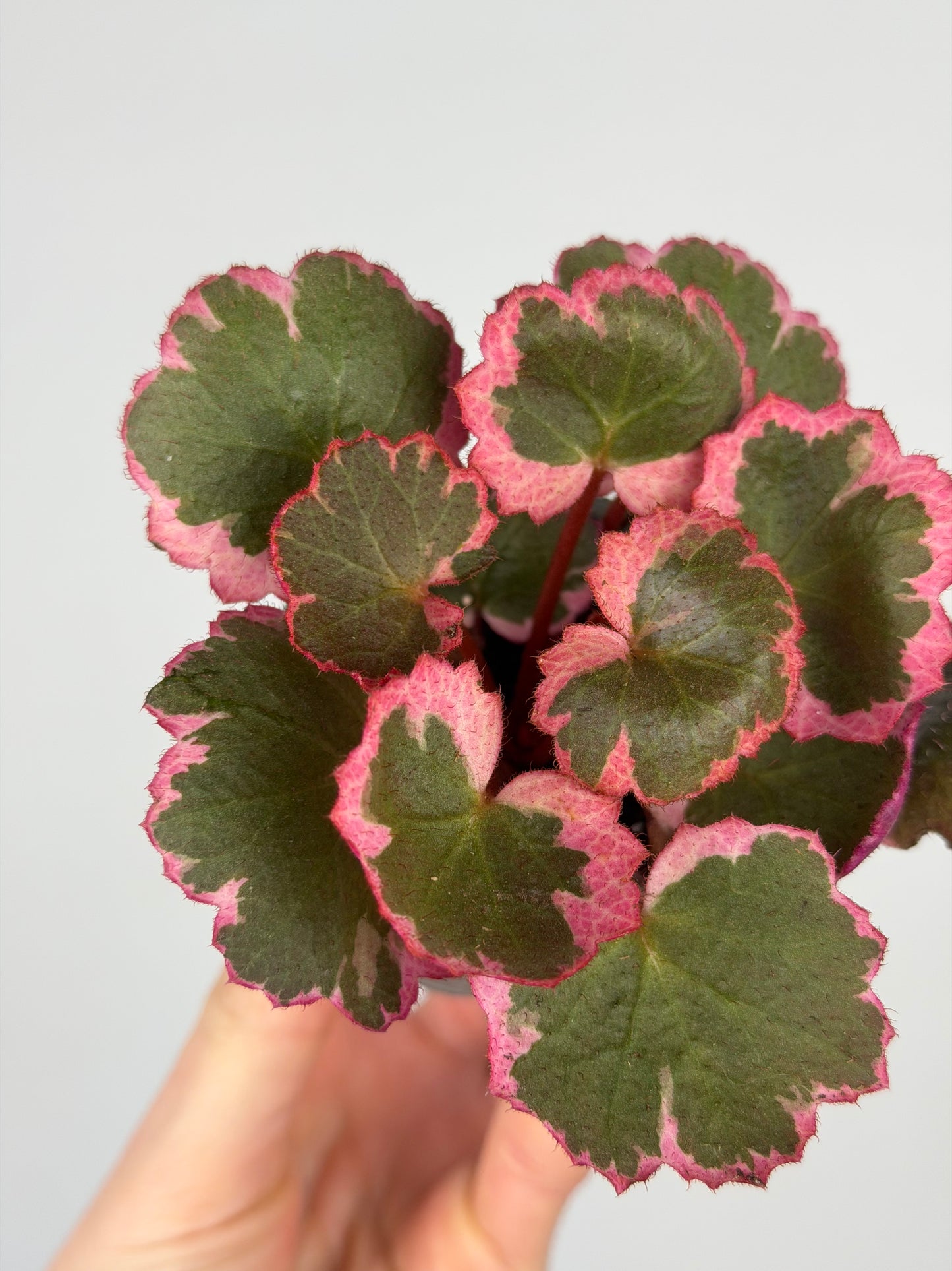 Saxifraga Stolonifera “Tricolor” Saxifraga Tropical Corner
