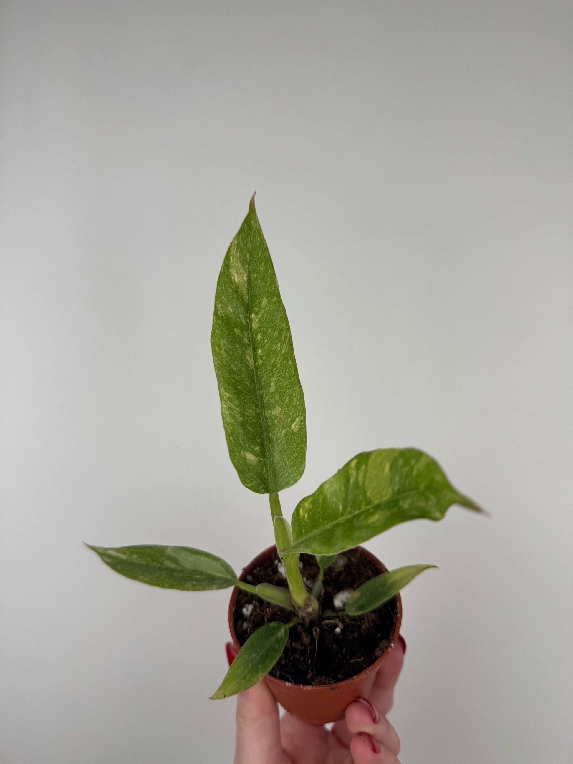 Philodendron "Ring of Fire"