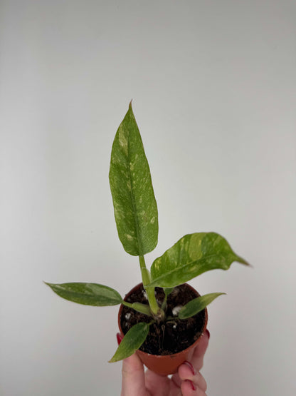 Philodendron "Ring of Fire"