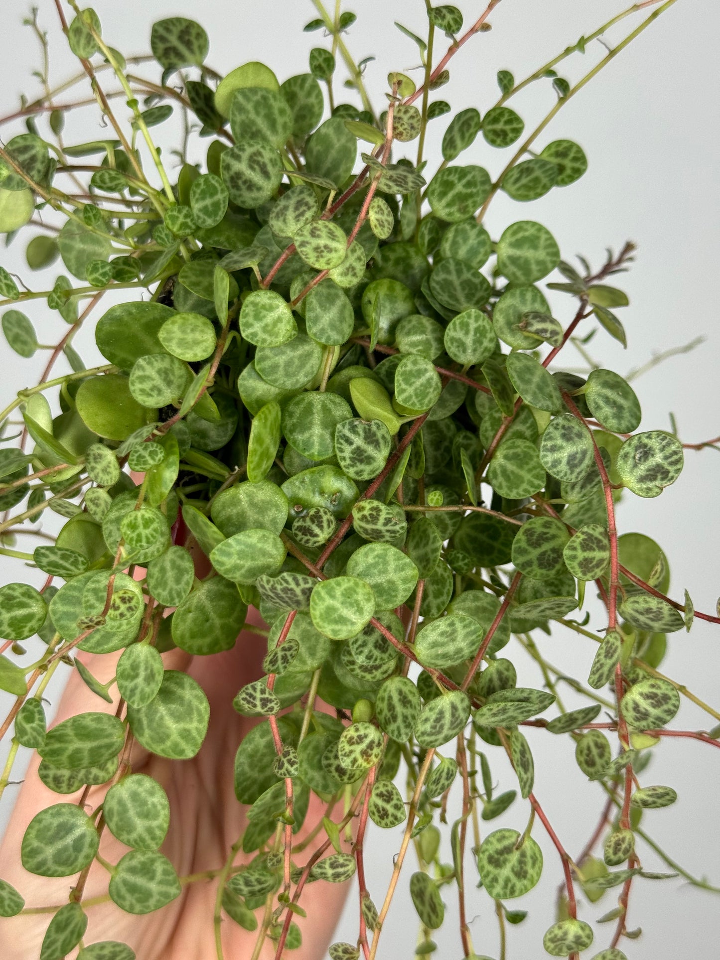 Peperomia Prostrata