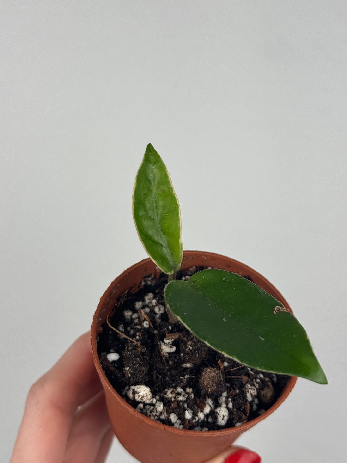 Hoya Krimson Queen | Zelda