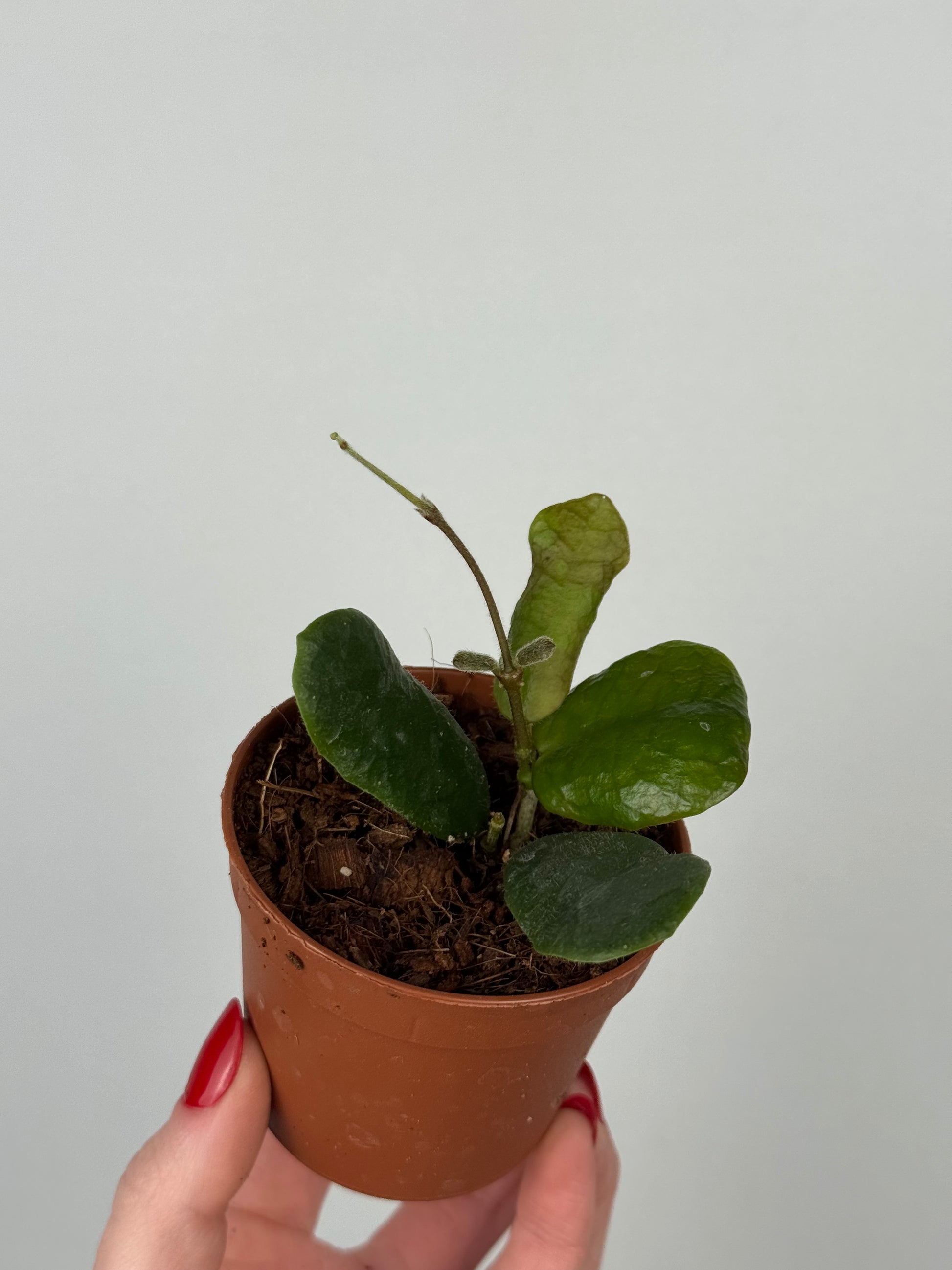 Hoya Rotundiflora