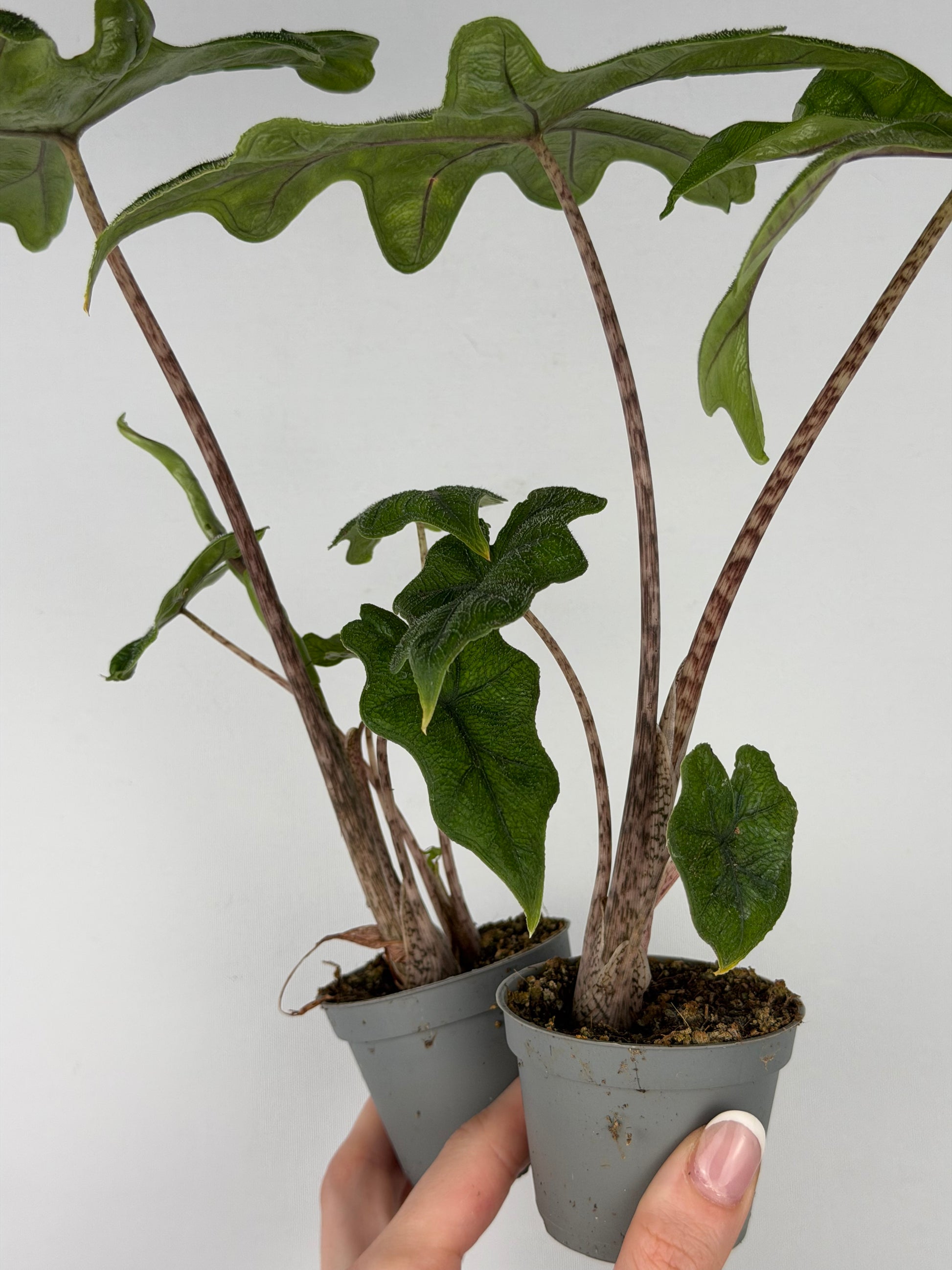 Alocasia Jacklyn Alocasia Tropical Corner
