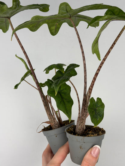 Alocasia Jacklyn Alocasia Tropical Corner