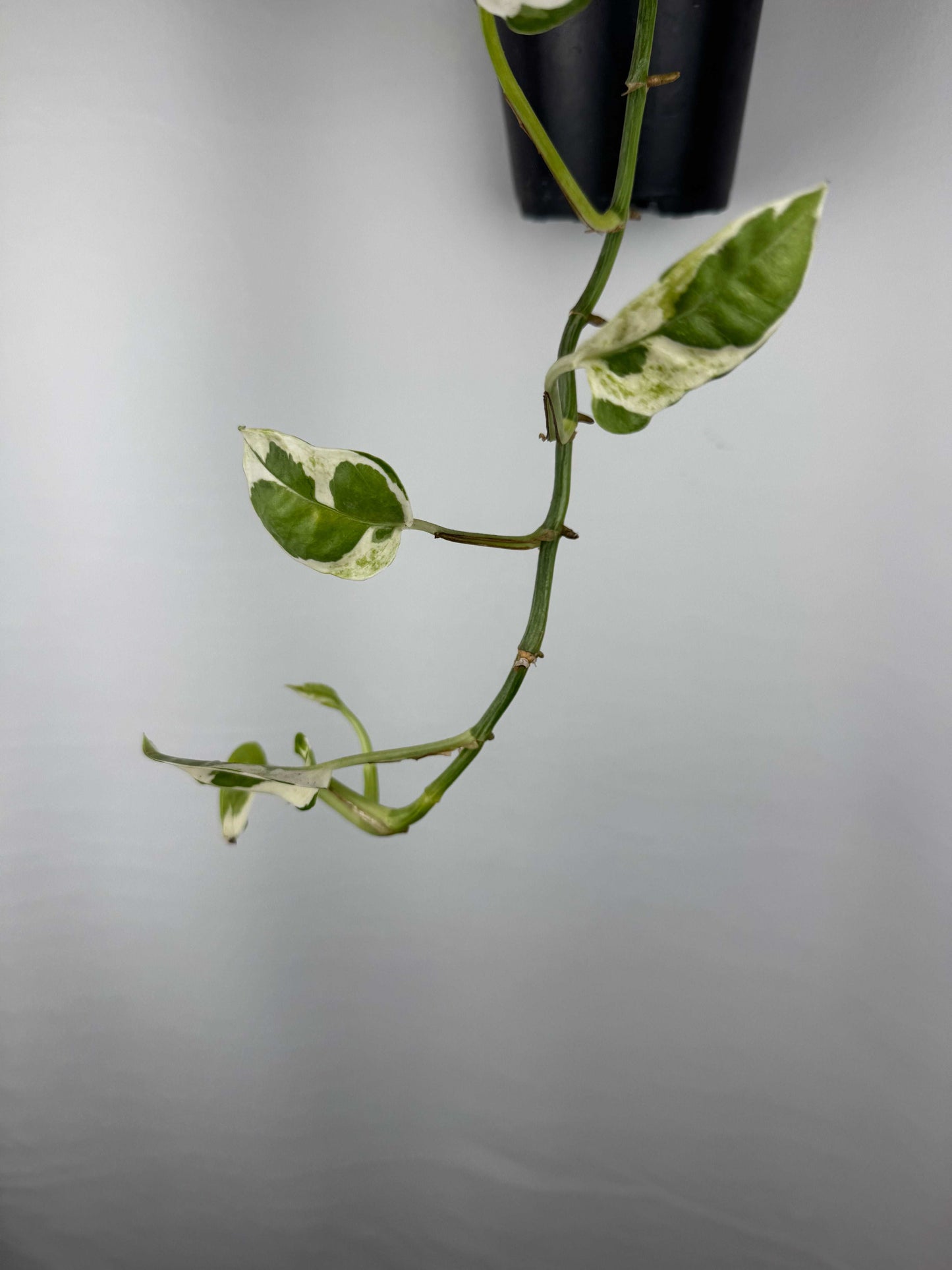 Epipremnum N’Joy | Davide