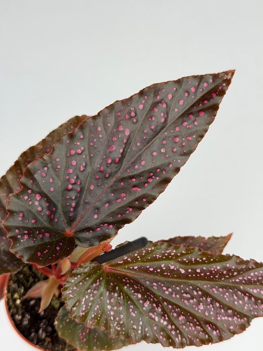 Begonia Benigo 'Pink Spot' Begonia Tropical Corner