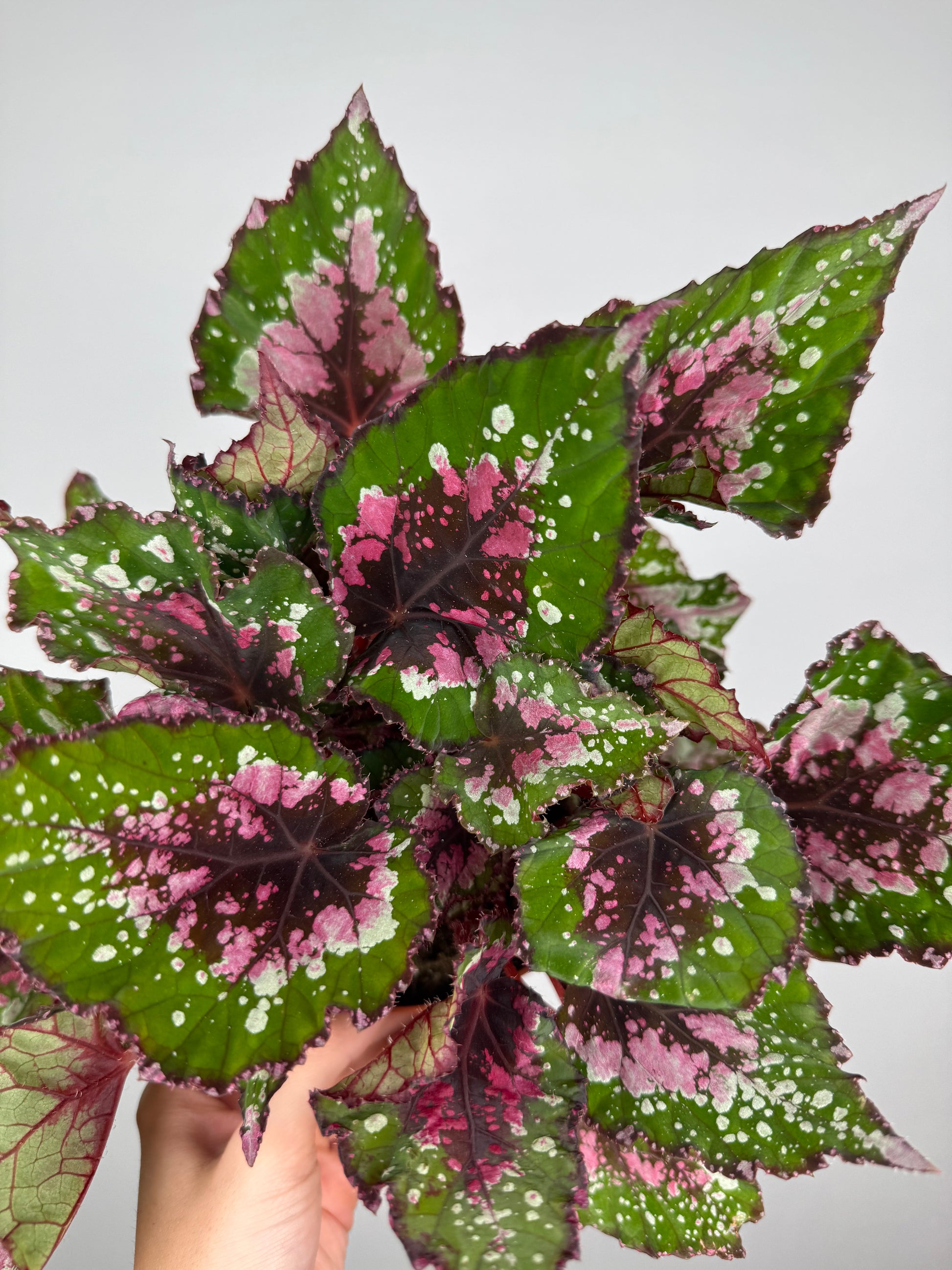 Begonia Rex “Purple Blush”