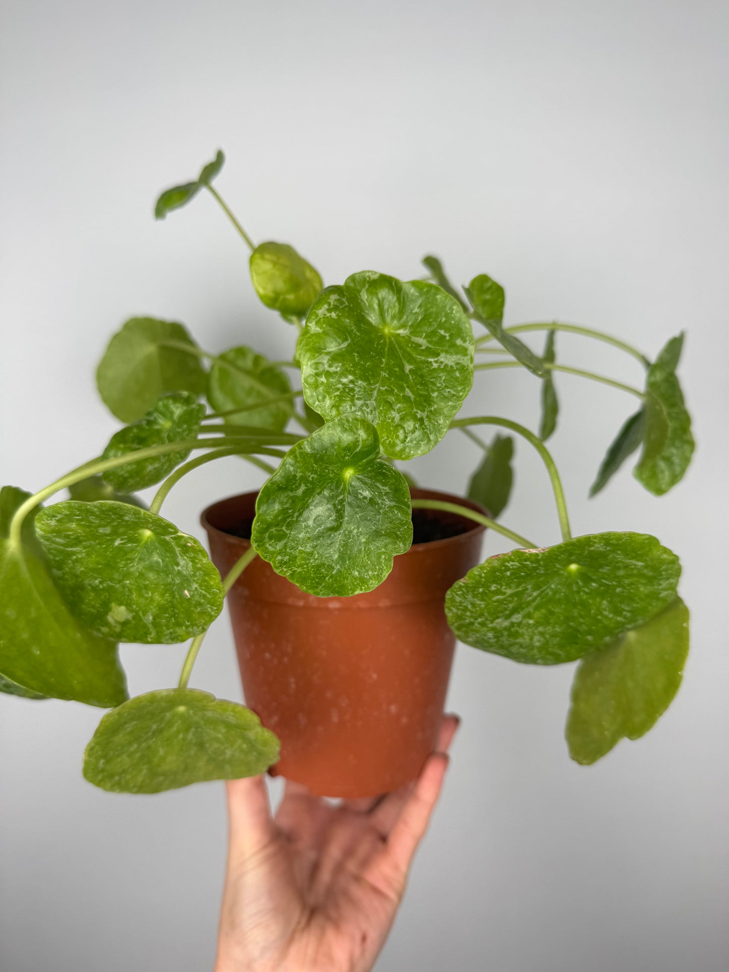 Pilea Peperomioides “Sugar” | Lana