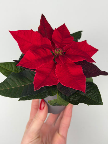 Euphorbia pul. Princettia Red