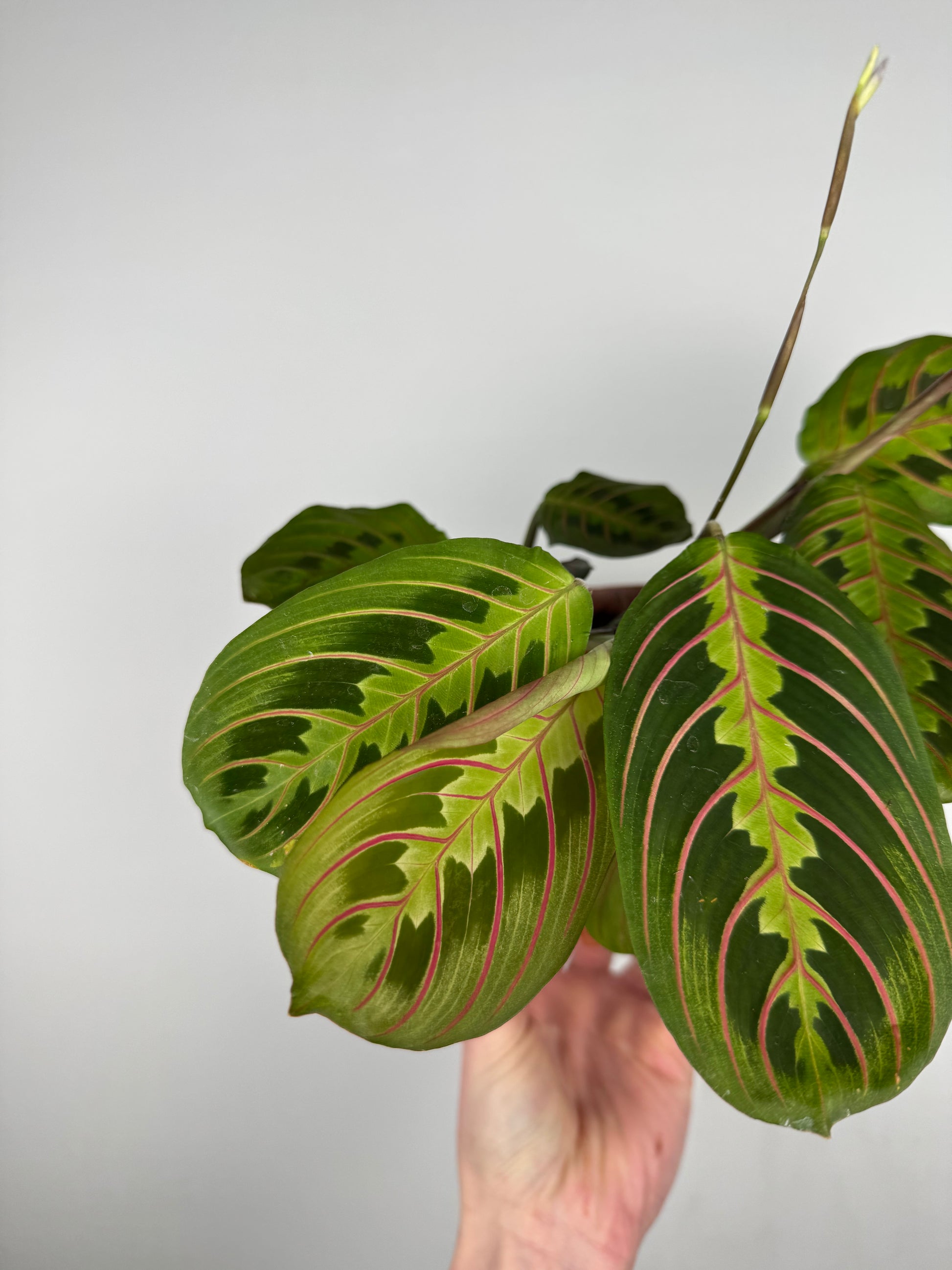 Maranta Leuconeura Fascinator | Ginevra