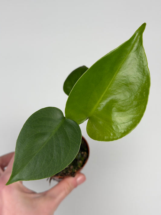 Monstera Deliciosa Monstera Tropical Corner