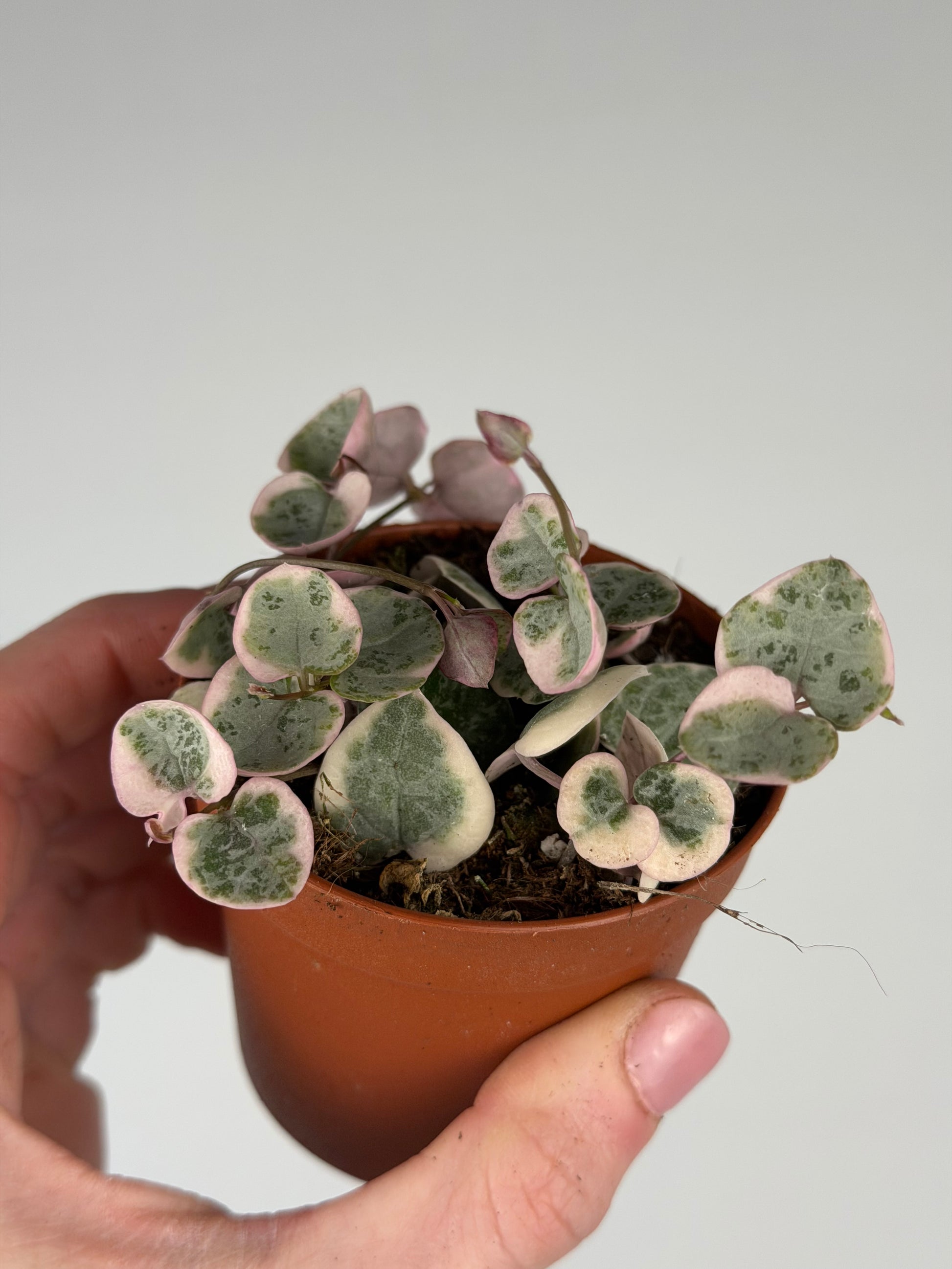 Ceropegia woodii 'String of hearts' variegata Ceropegia Tropical Corner