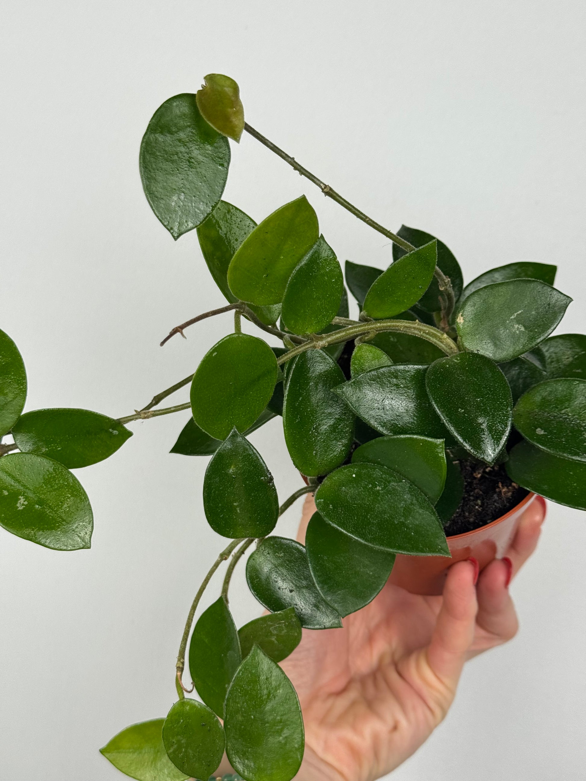 Hoya Chouke