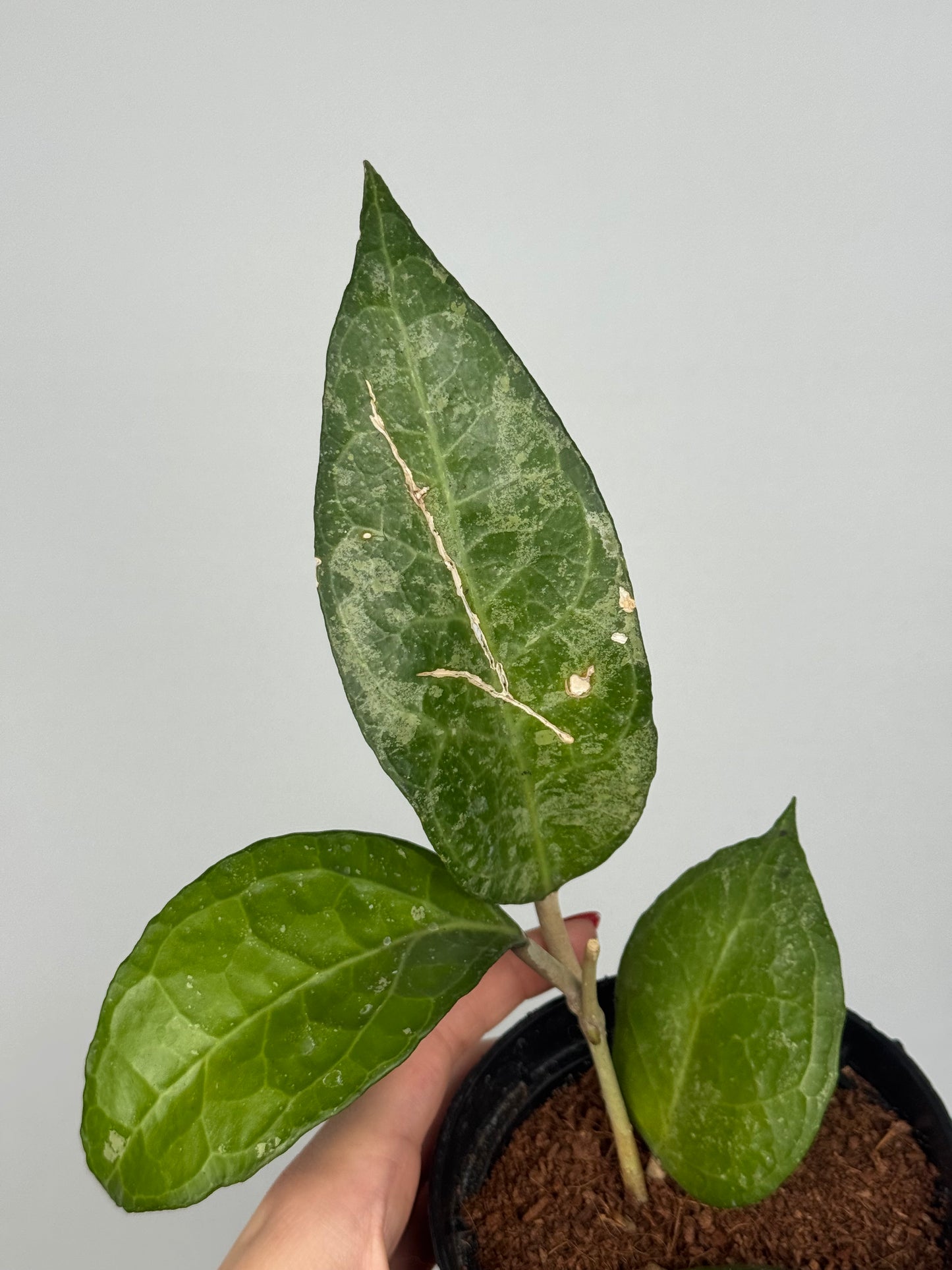 Hoya Verticillata “Wayang Splash” | Chloris
