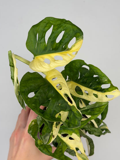 Monstera Adansonii Variegata Monstera Tropical Corner