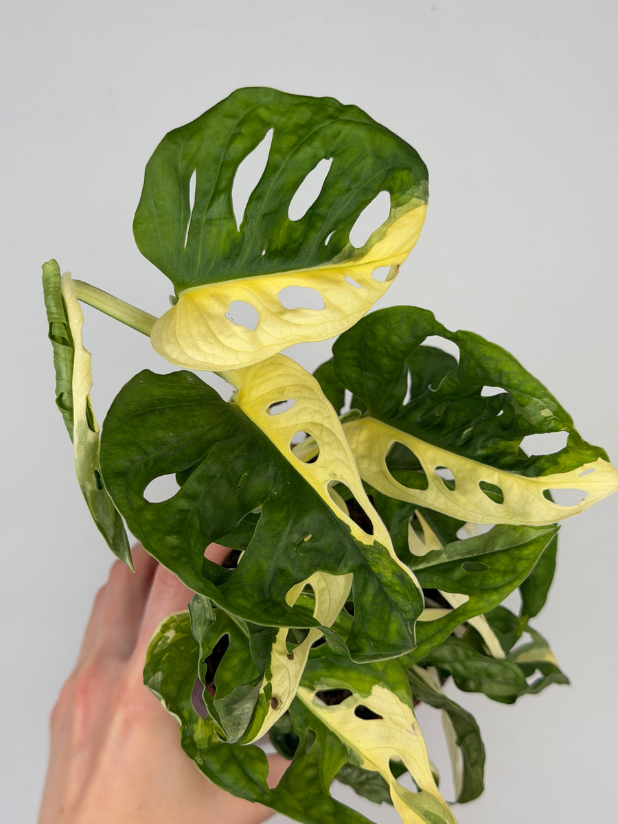 Monstera Adansonii Variegata