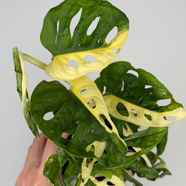 Monstera Adansonii Variegata