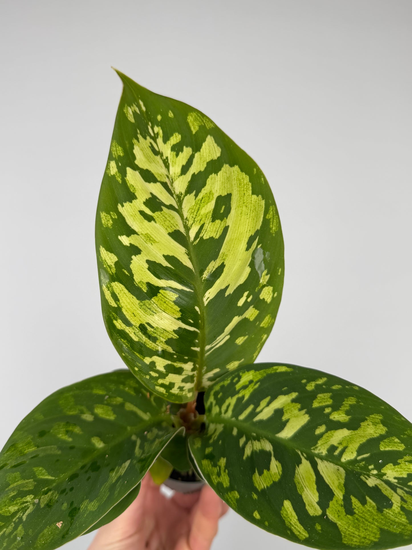 Homalomena wallisii 'Camouflage' Homalomena Tropical Corner