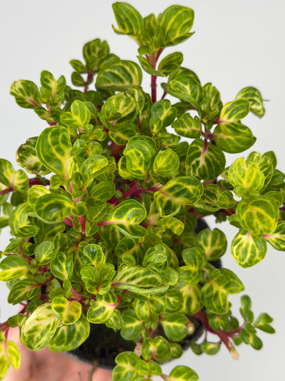 Iresine Herbstii 'Rich Funnygold' Iresine Tropical Corner