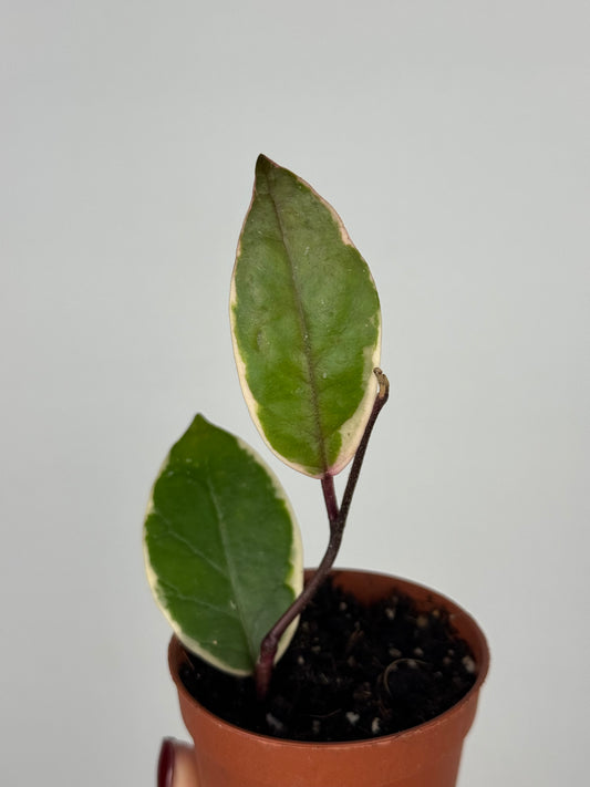 Hoya Flamingo Dream | Amaris