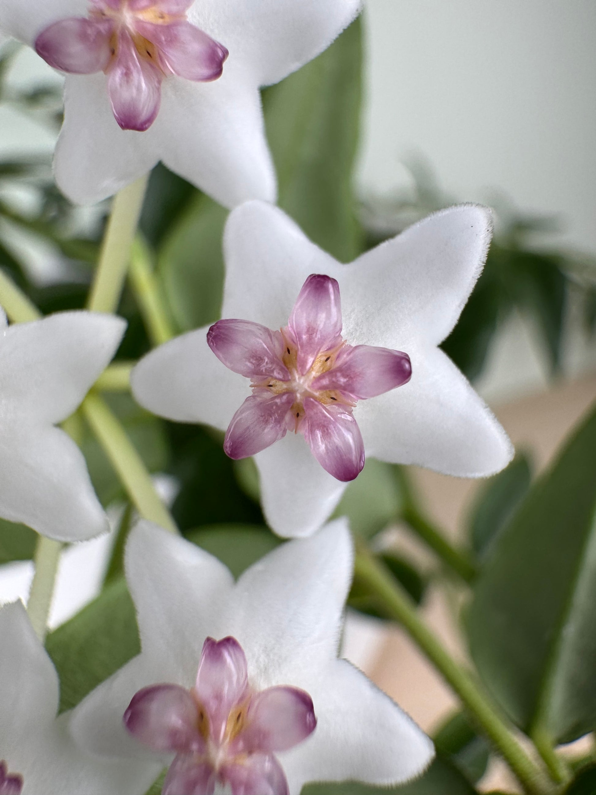 Hoya Bella