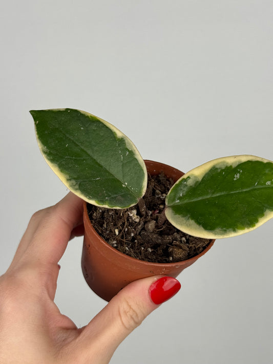 Hoya Flamingo Dream | Nayeli