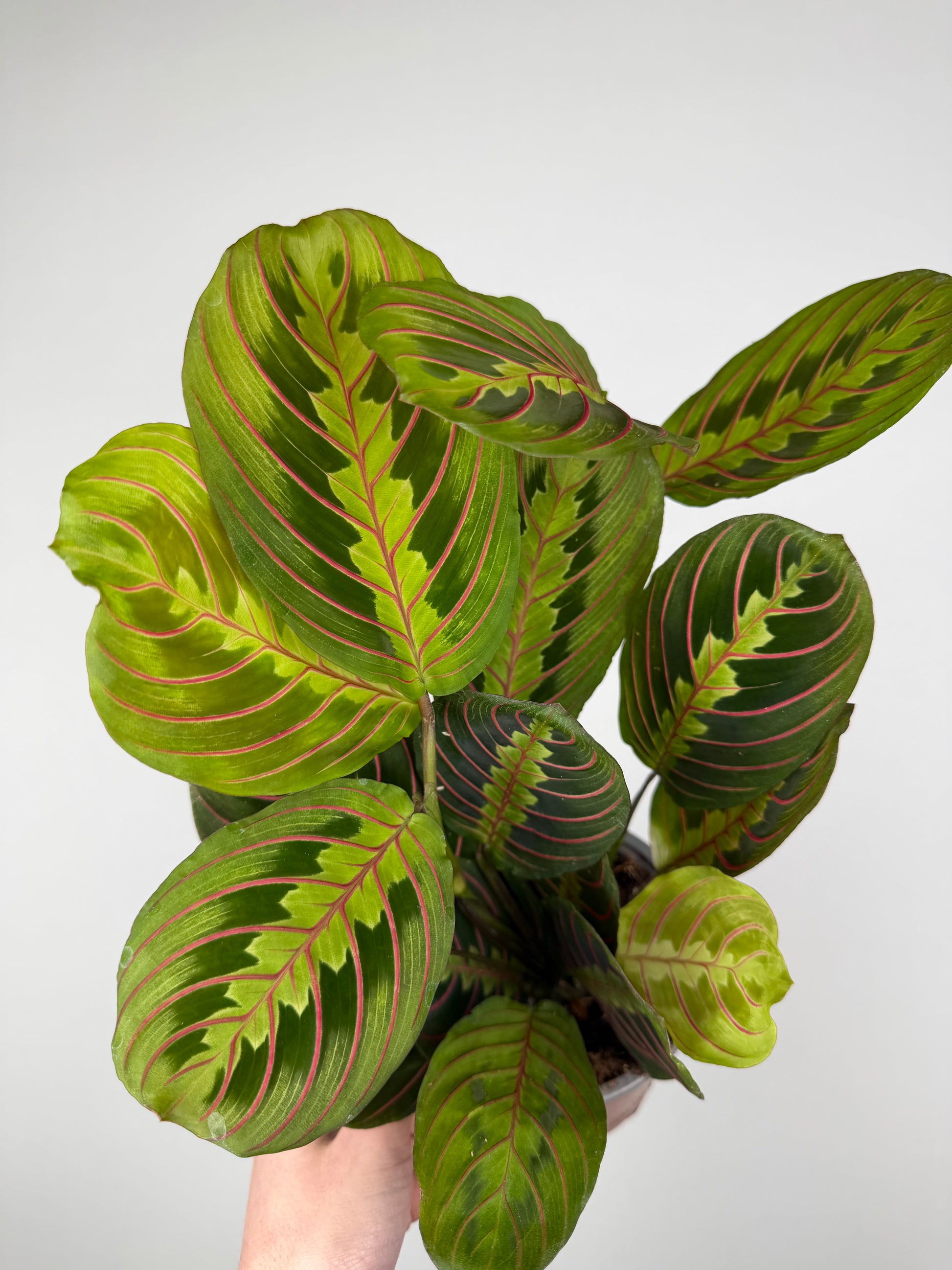 Maranta Leuconeura 'Fascinator'