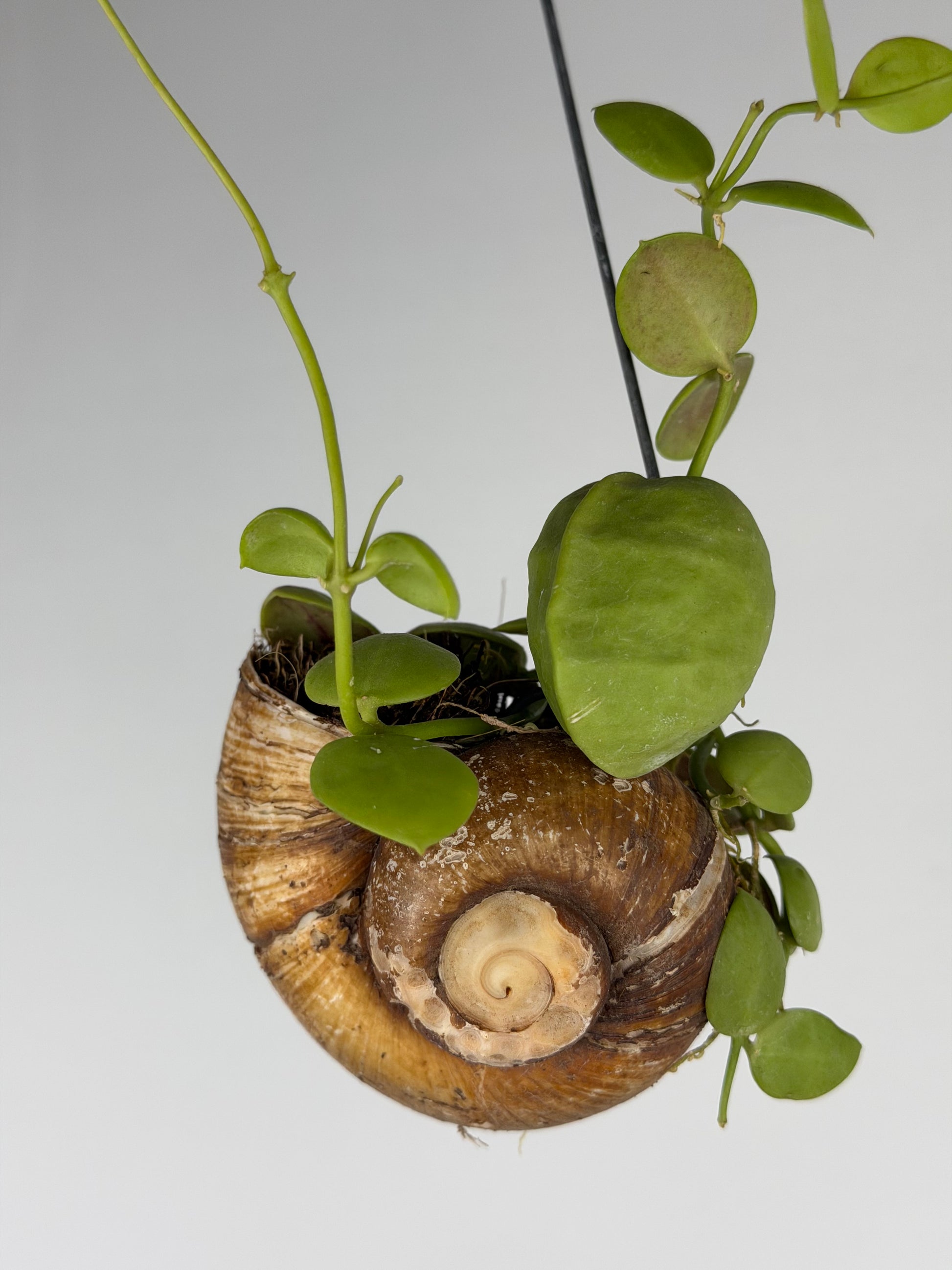 Dischidia 'Pectinoides' | Shelly hag Dischidia Tropical Corner