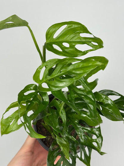 Monstera Adansonii “Monkey Mask”