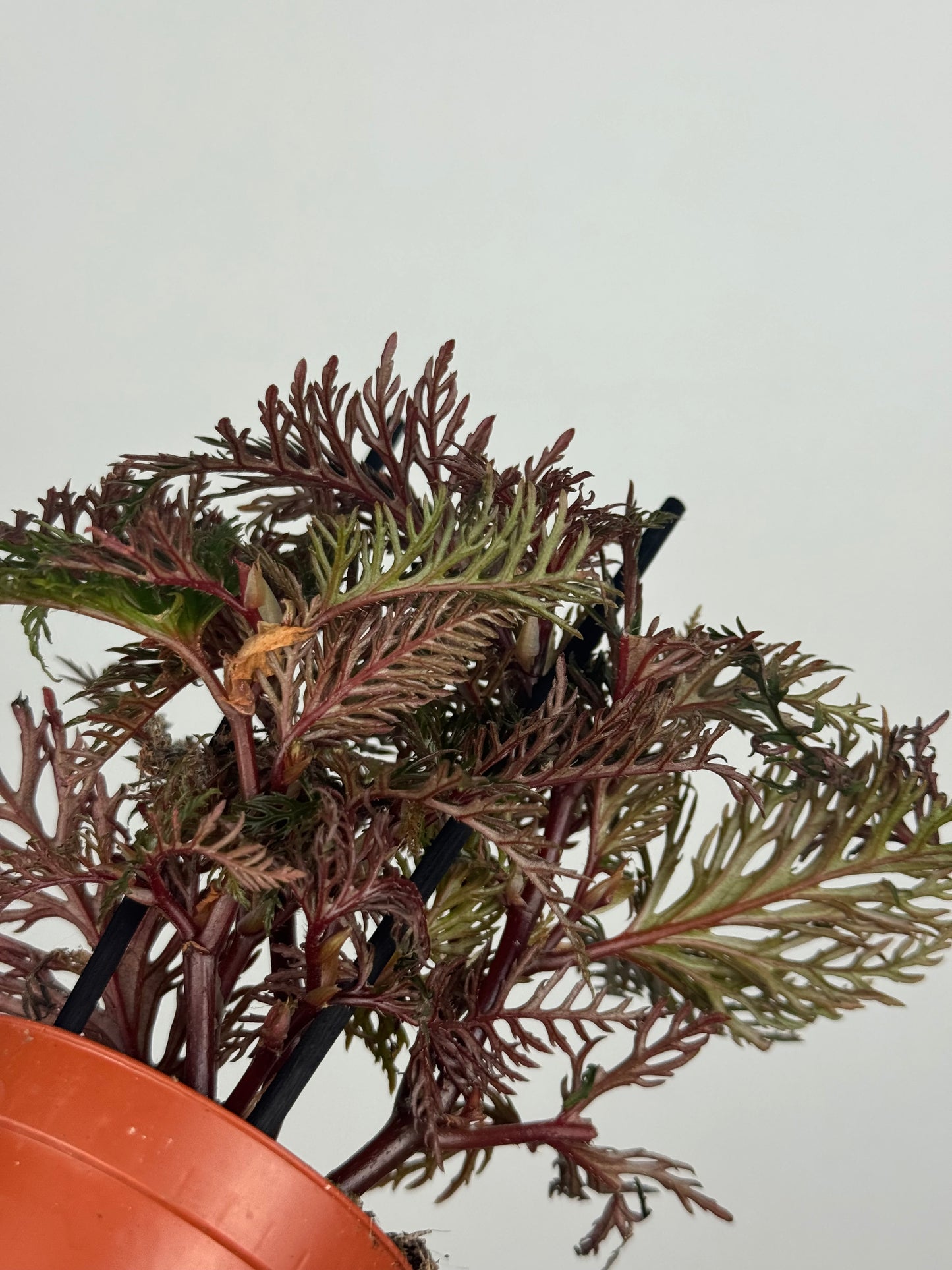 Begonia Bipinnatifida