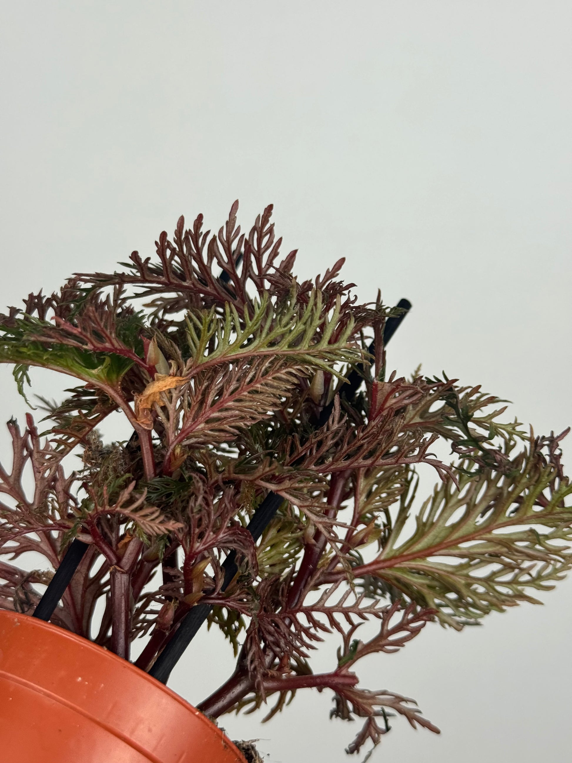 Begonia Bipinnatifida