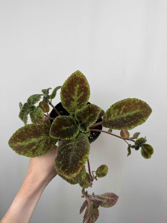 Episcia “Emerald Velvet”