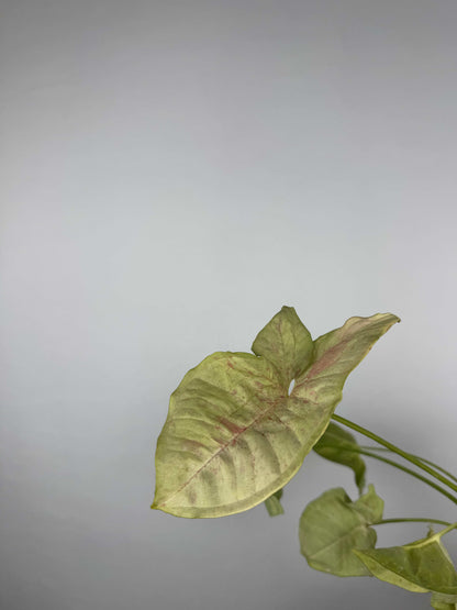Syngonium Milk Confetti | Paolo