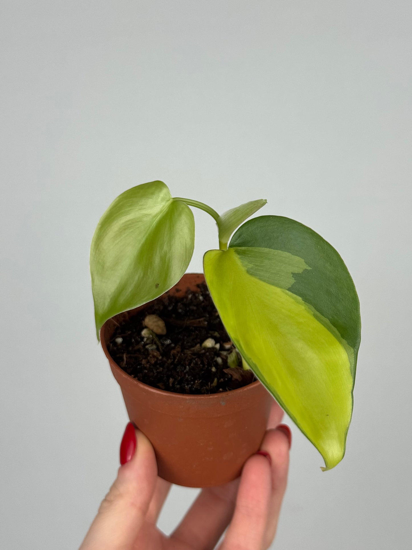 Philodendron Scandens Brasil | Alfio