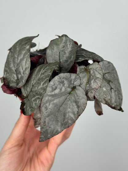 Begonia Rex “Arctic Breeze”