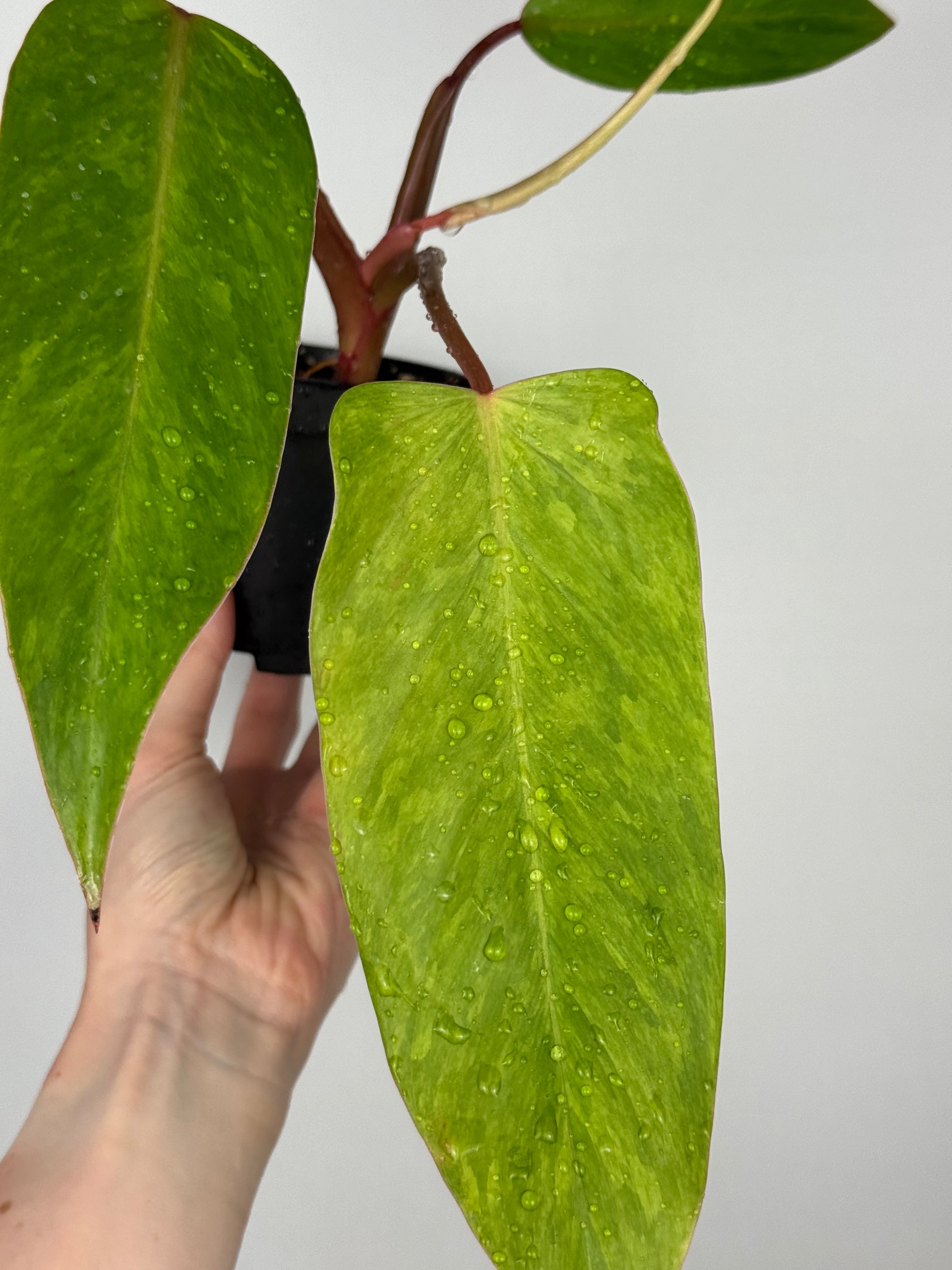 Philodendron Painted Lady | Jamie