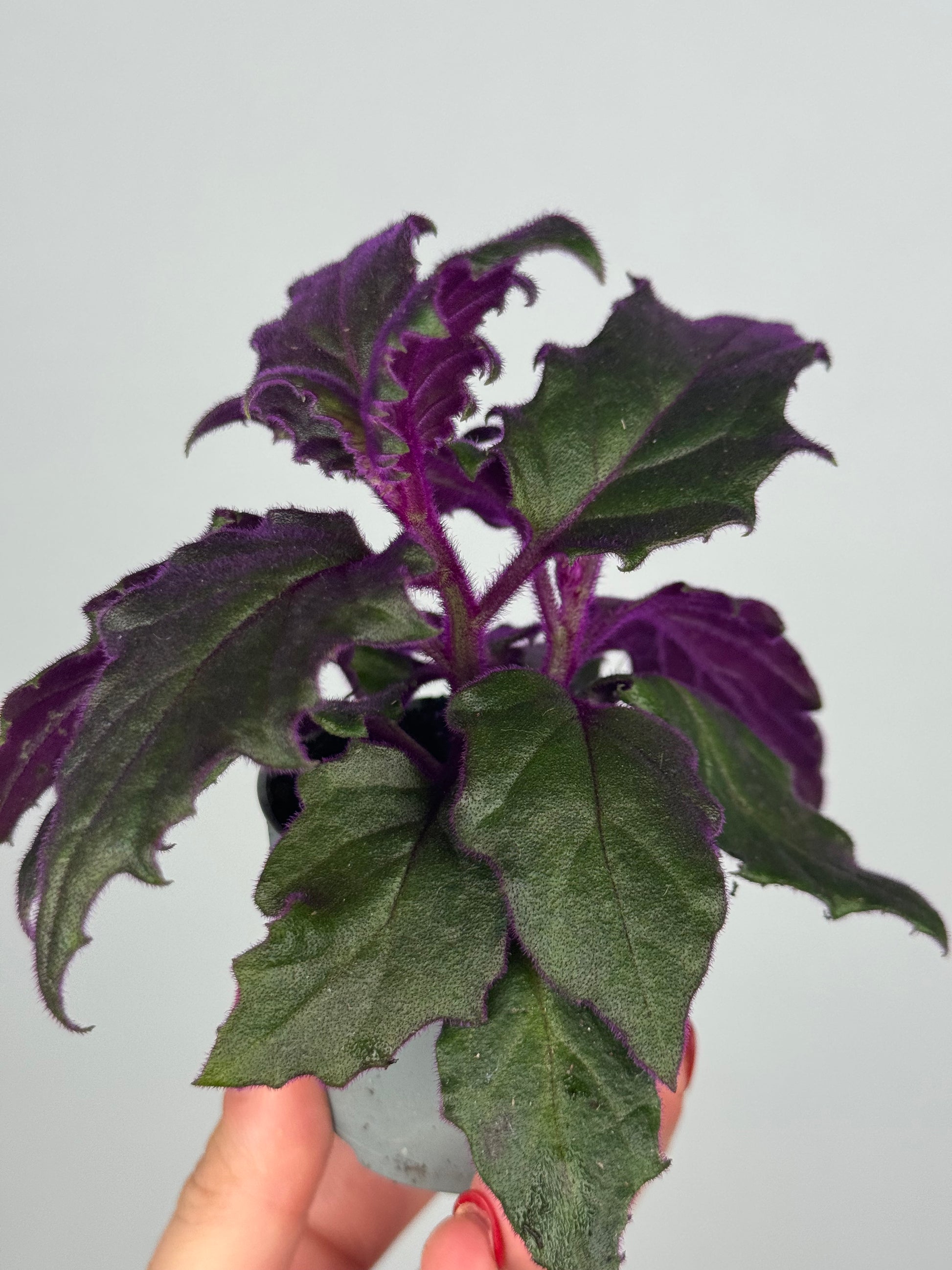 Gynura Aurantiaca “Purple passion”