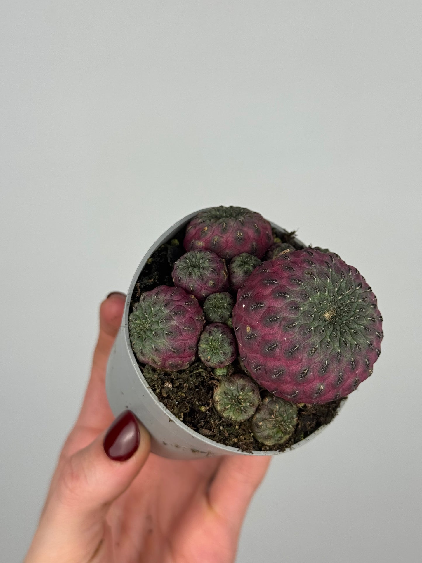 Sulcorebutia rauschii violacidermis