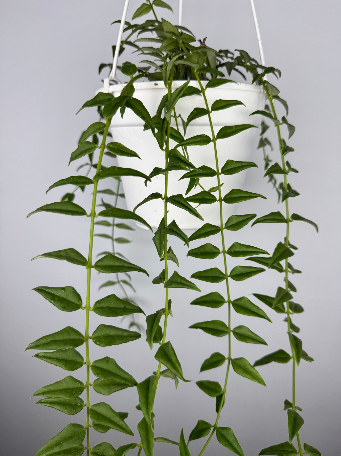 Hoya Bella