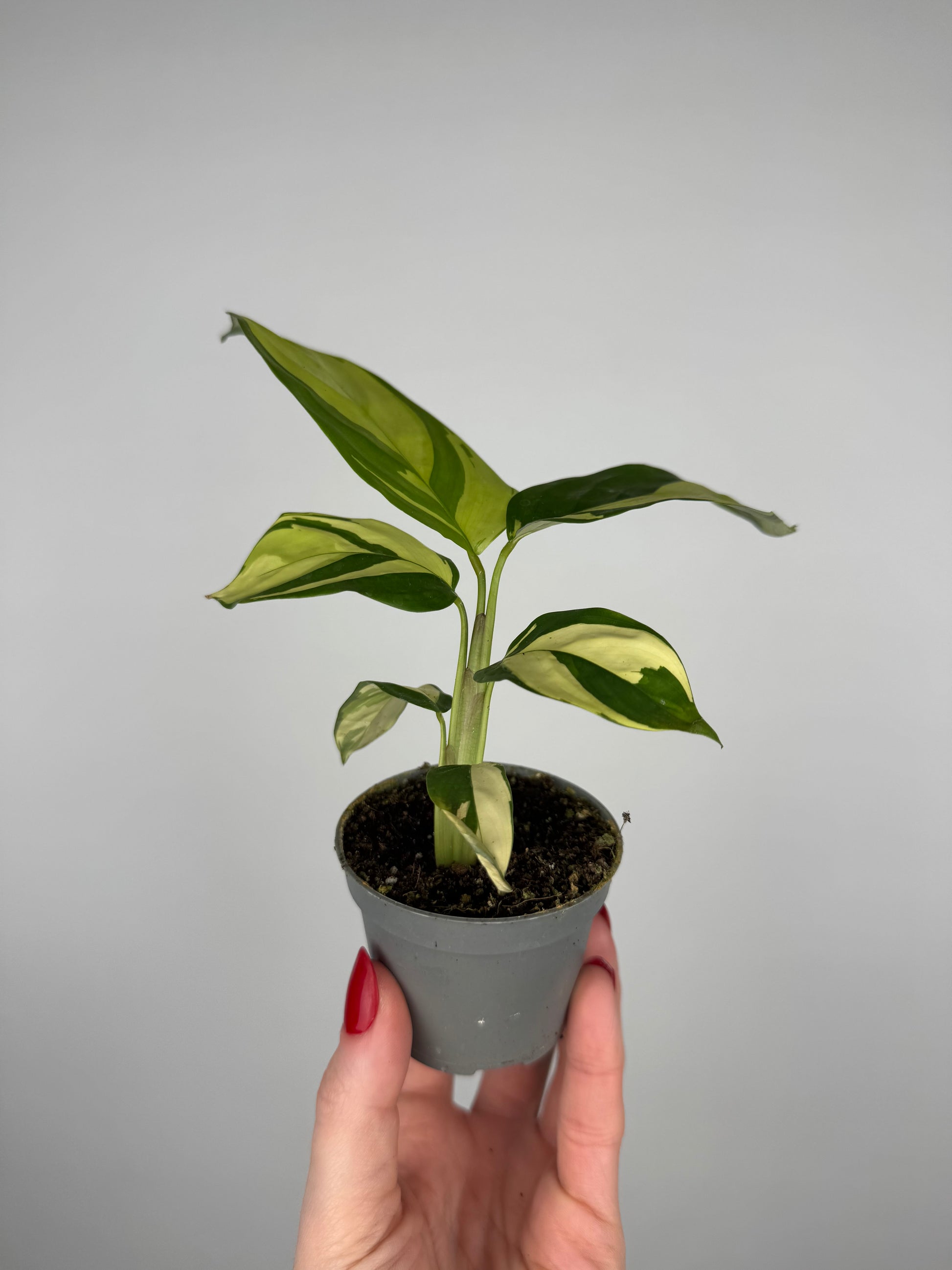Ctenanthe lubbersiana “Golden Mosaic”