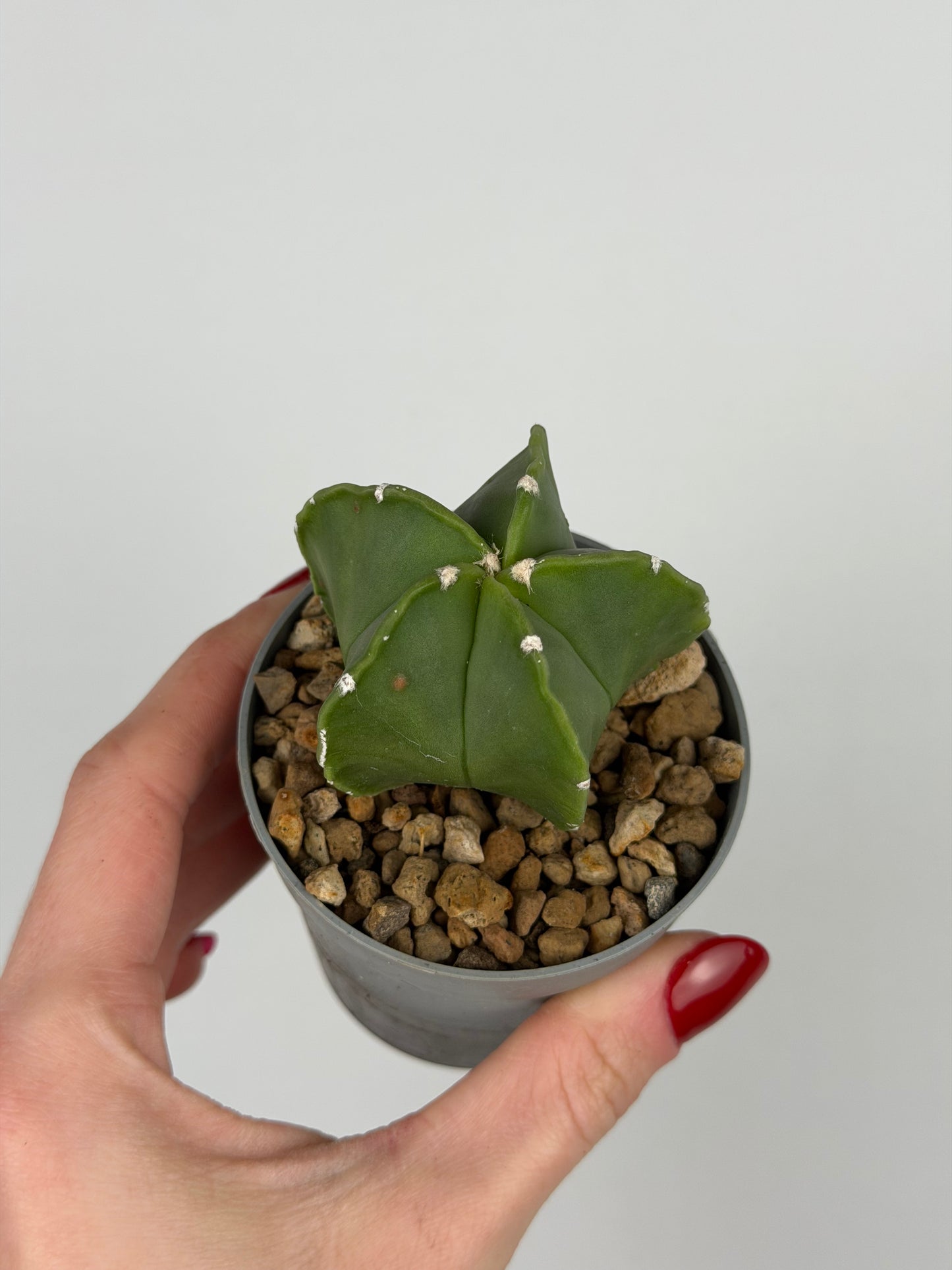 Astrophytum myriostigma 'nudum'