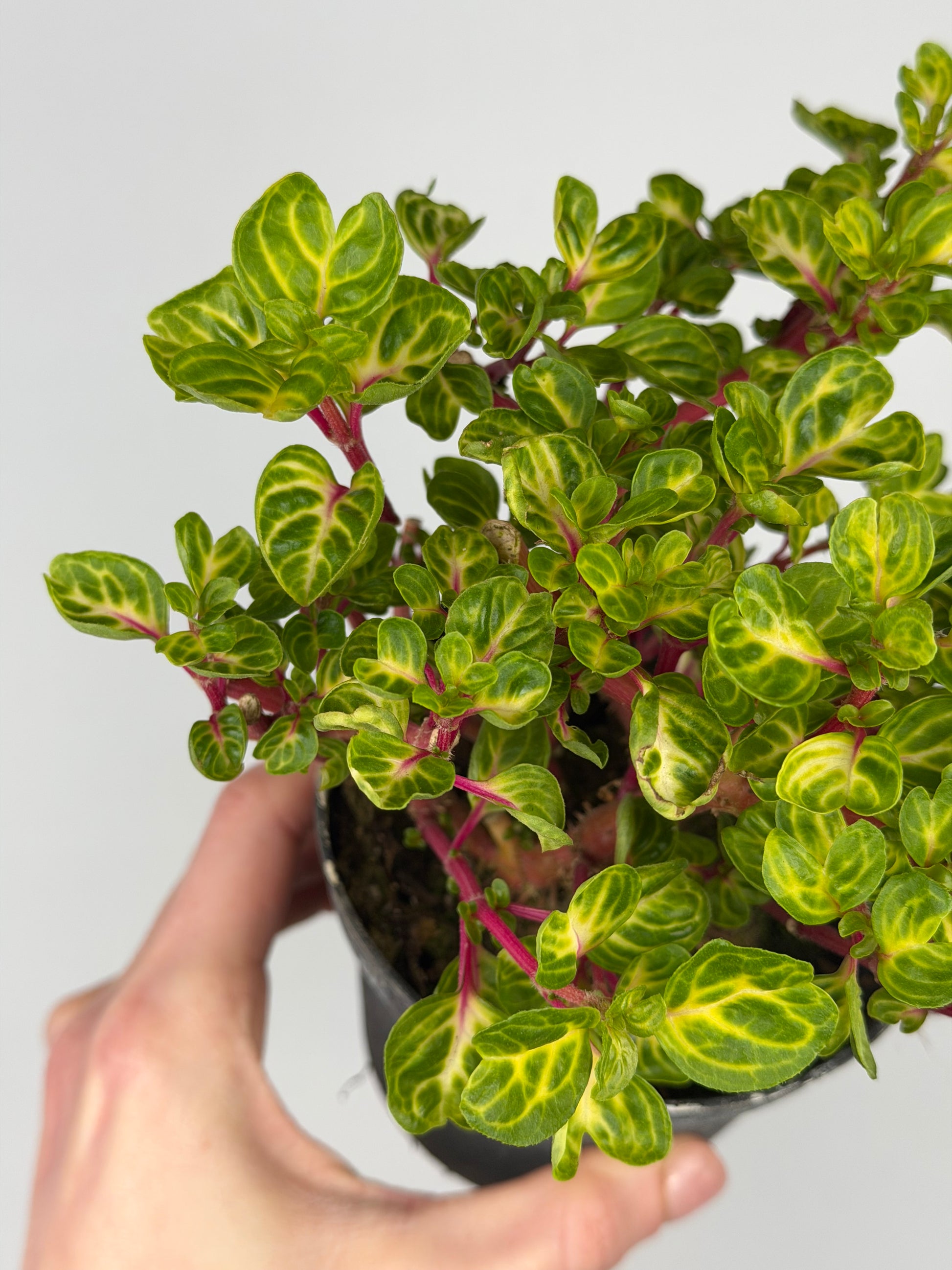 Iresine Herbstii 'Rich Funnygold' Iresine Tropical Corner