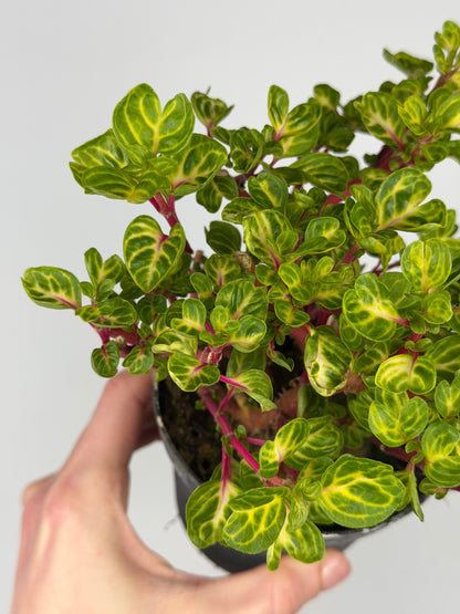 Iresine Herbstii 'Rich Funnygold' Iresine Tropical Corner