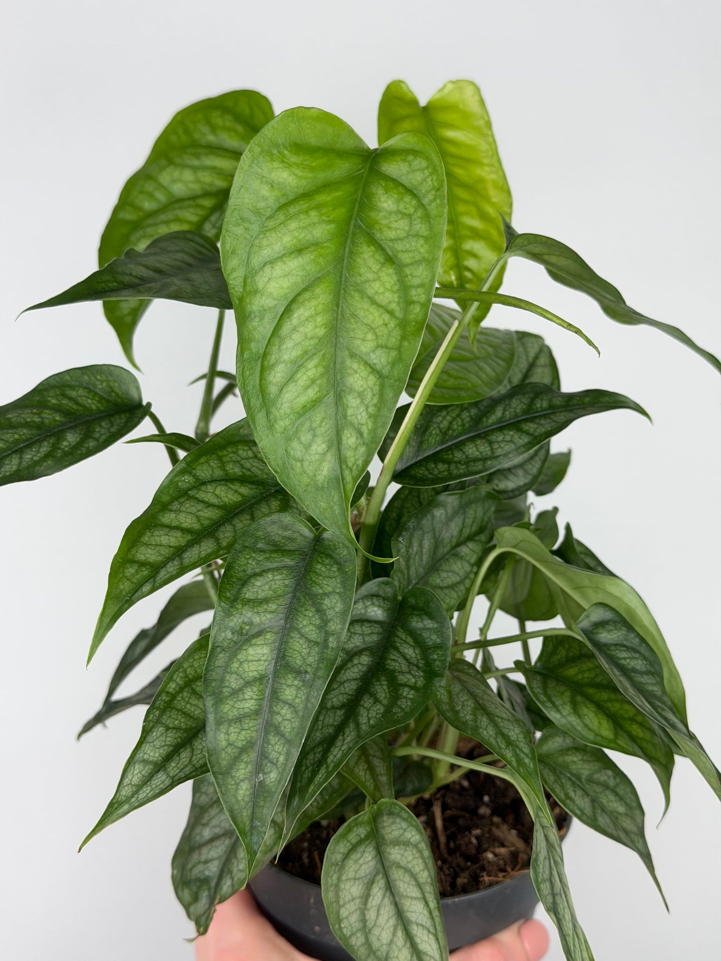 Monstera Siltepecana Monstera Tropical Corner
