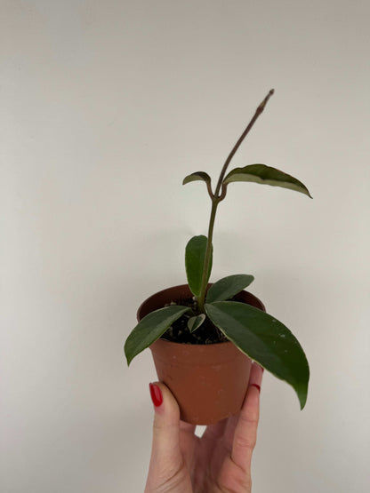 Hoya Krimson Queen | Rebecca
