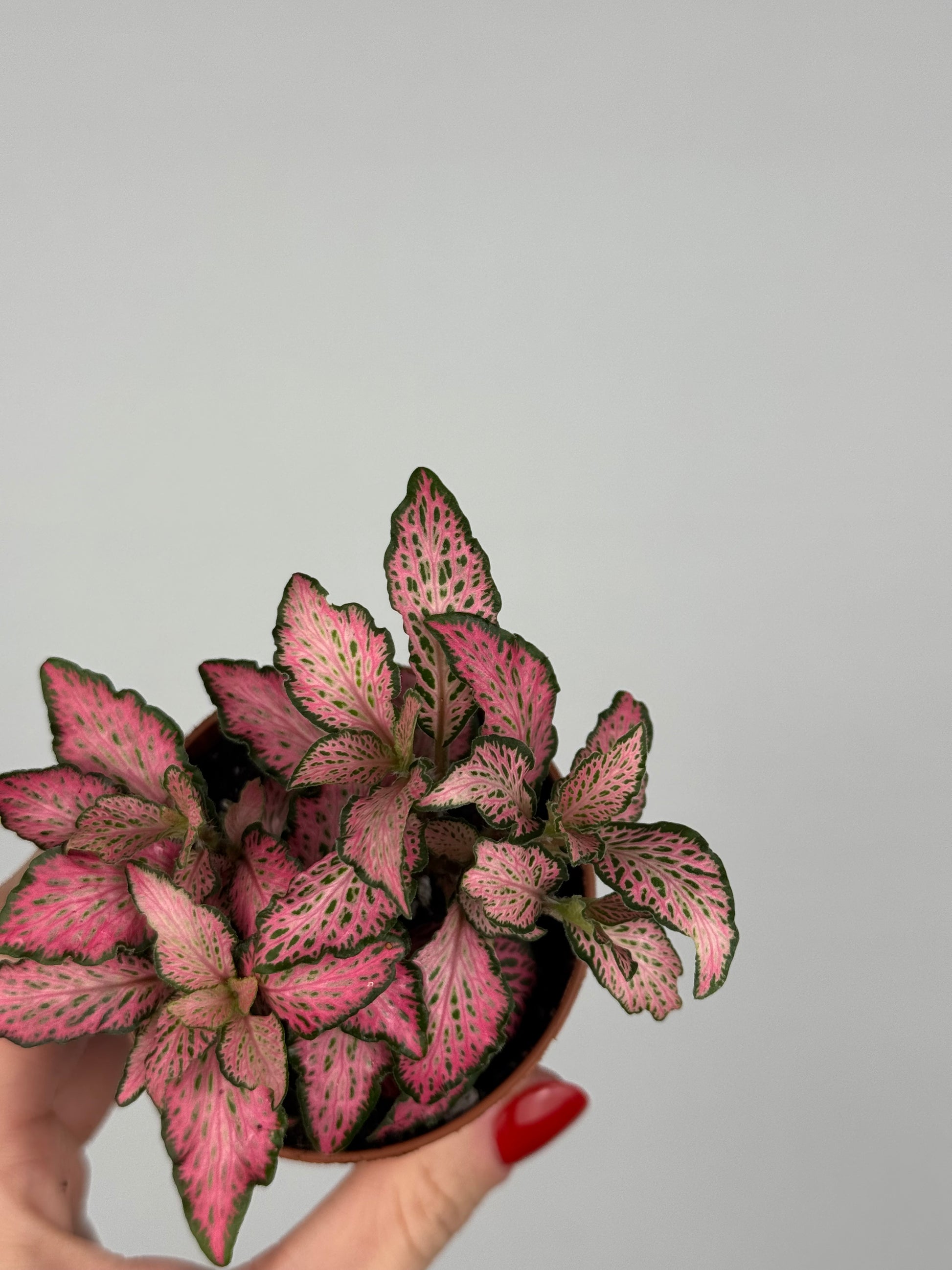 Fittonia Pink 'Forest Flame'
