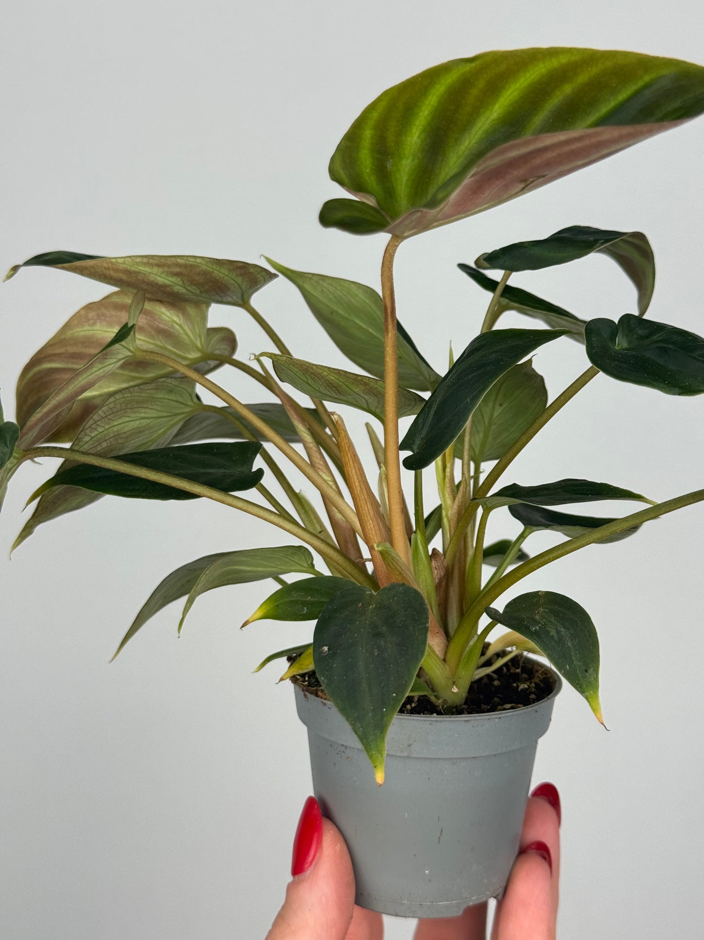 Philodendron El Choco Red