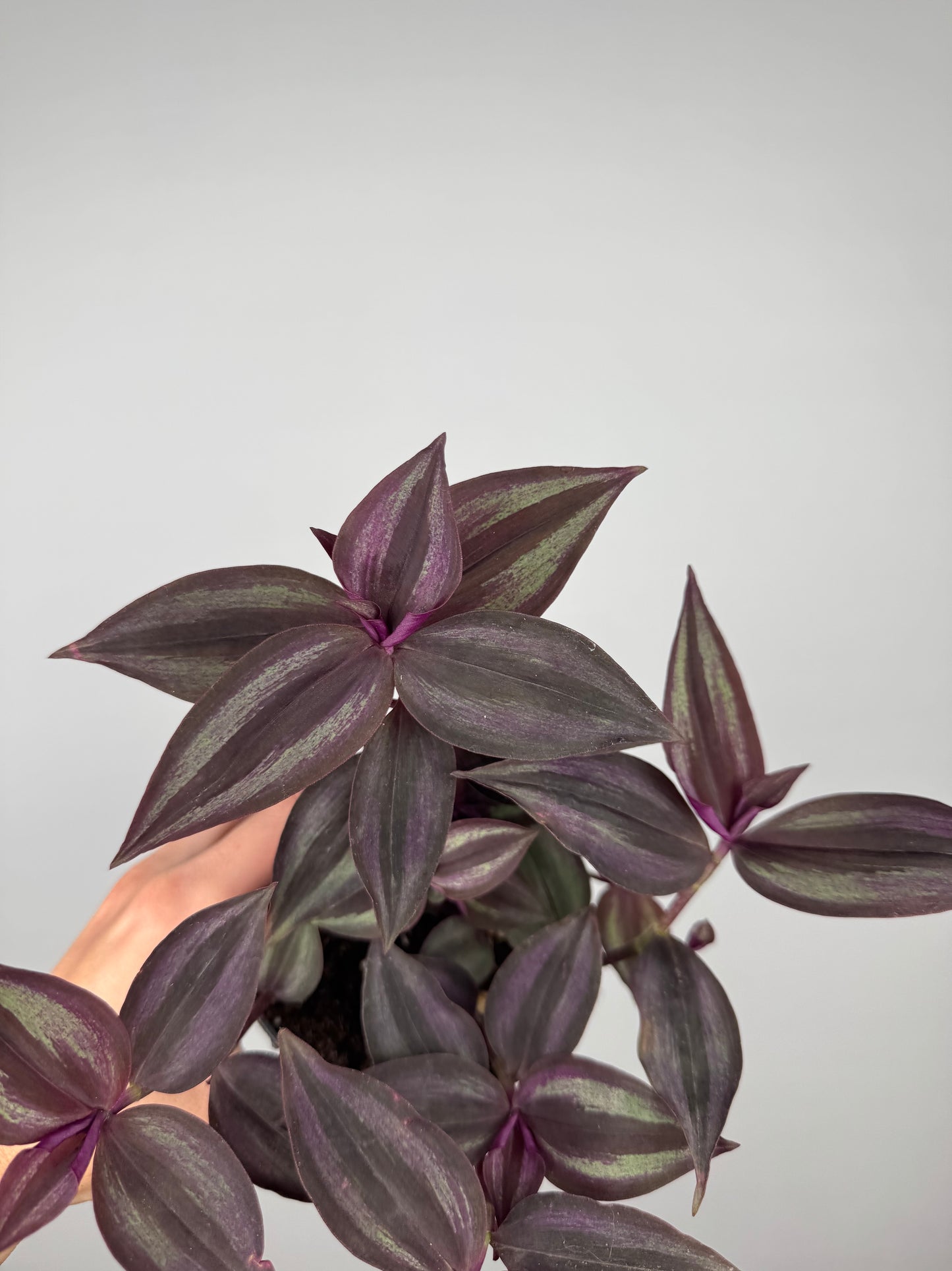 Tradescantia Burgundy