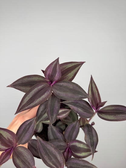 Tradescantia Burgundy
