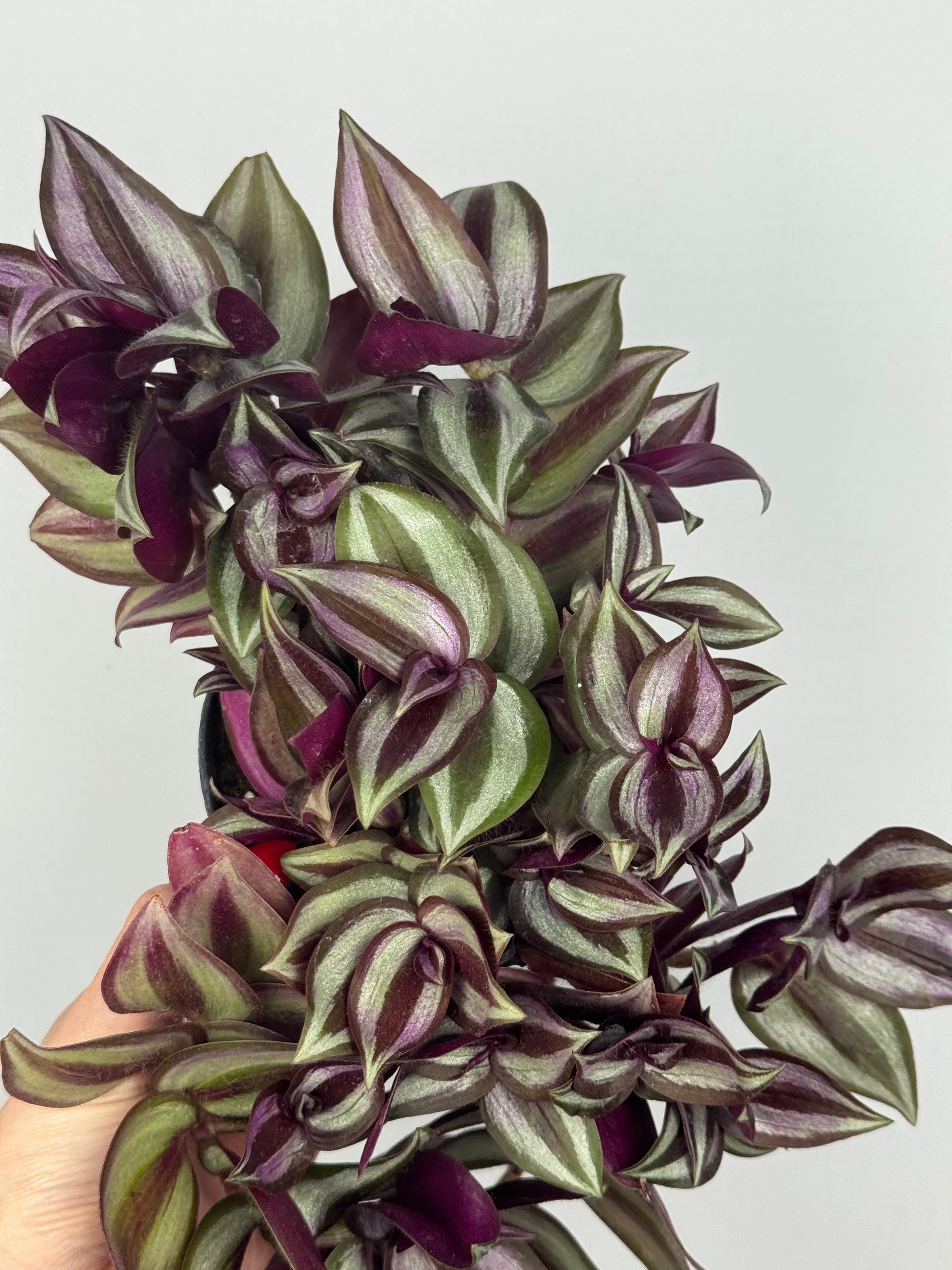Tradescantia Zebrina “Violet Hill”